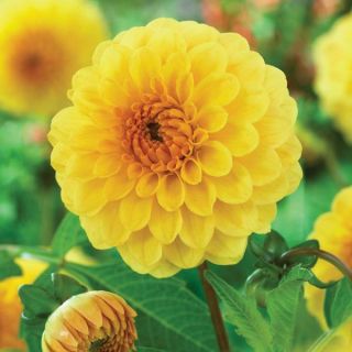 Golden Sceptre Dahlia Thumbnail